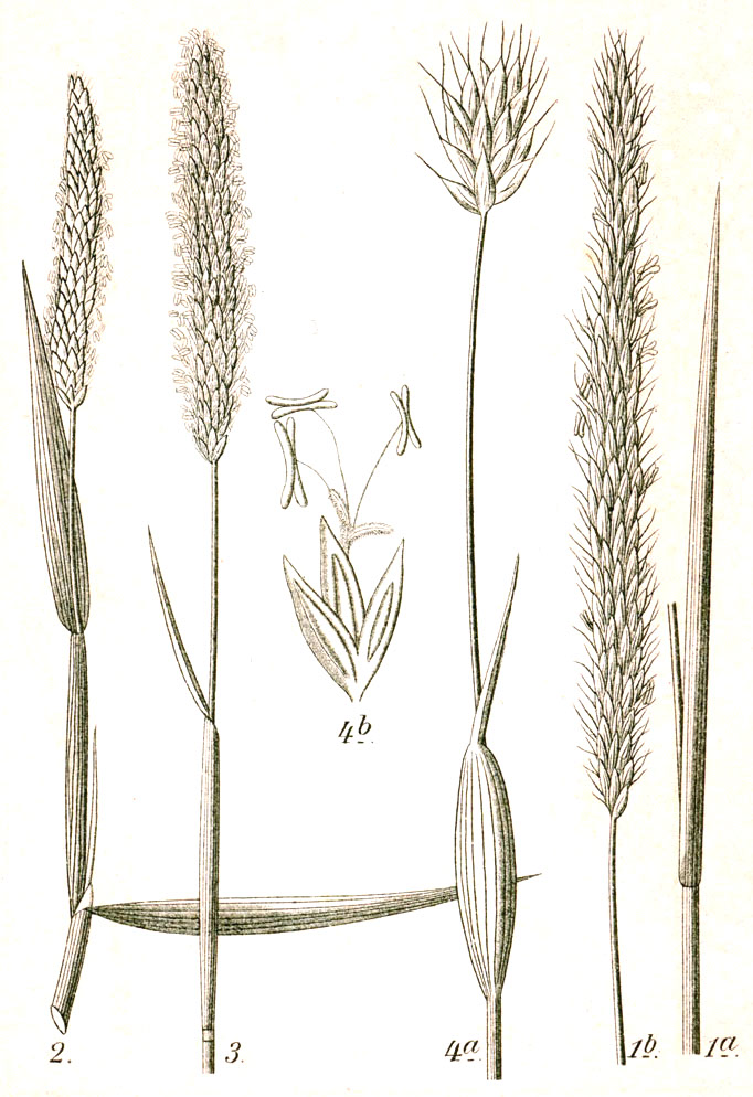 Alopecurus rendlei