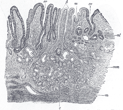 microbiome