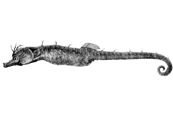 Hippocampinae