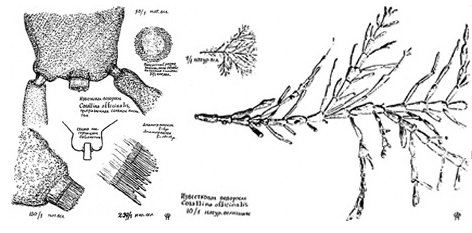 Corallina officinalis