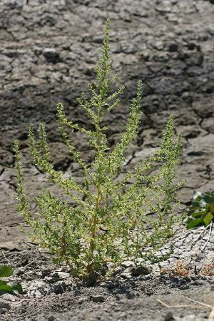 Dysphania botrys