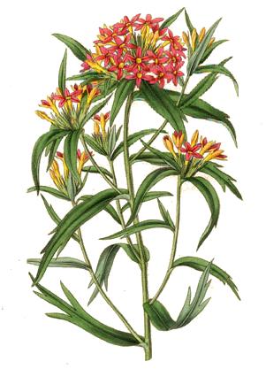 Collomia