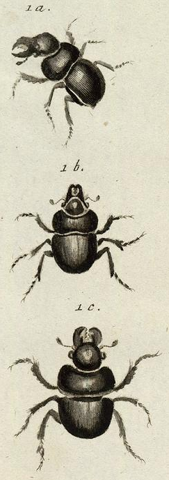 Lethrus cephalotes