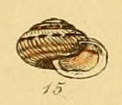 Candidula intersecta