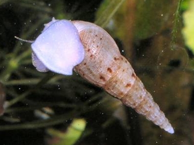 Thiaridae