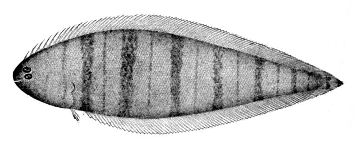 Symphurus