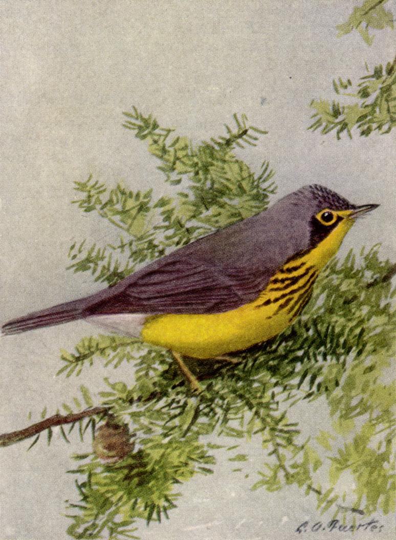 Wilsonia