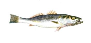 Cynoscion striatus
