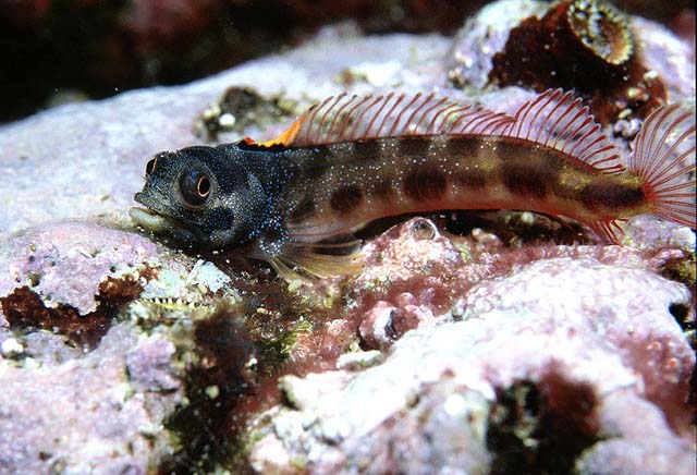 Cortez barnacle blenny