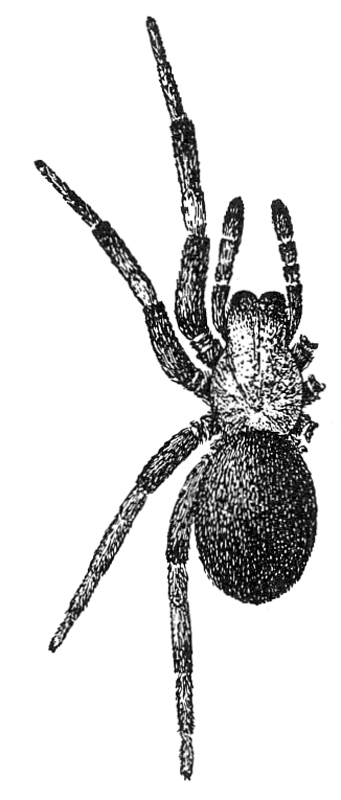 Titanoeca
