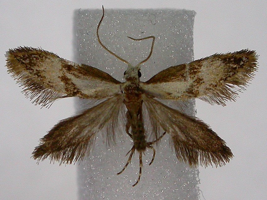 Mnesarchaea