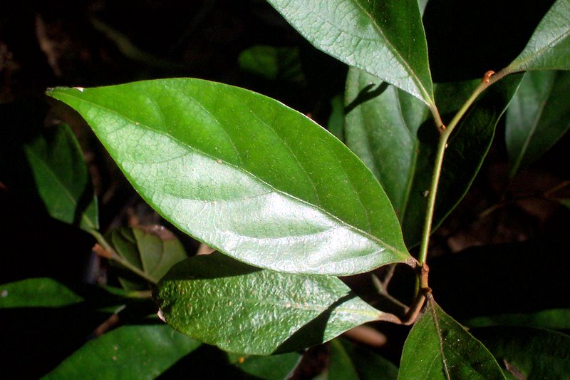 Endiandra