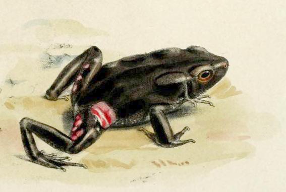 Bufo glaberrimus