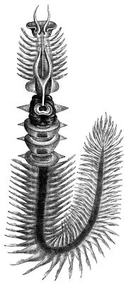 Chaetopteridae
