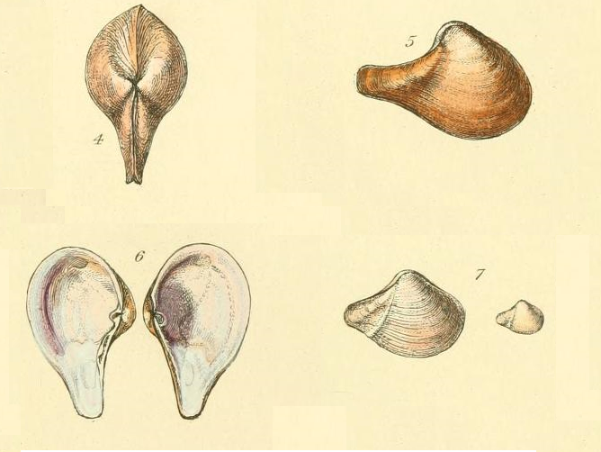 Cuspidariidae