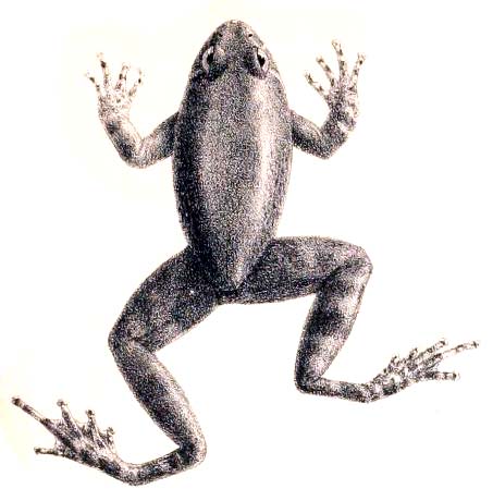 Seep frog