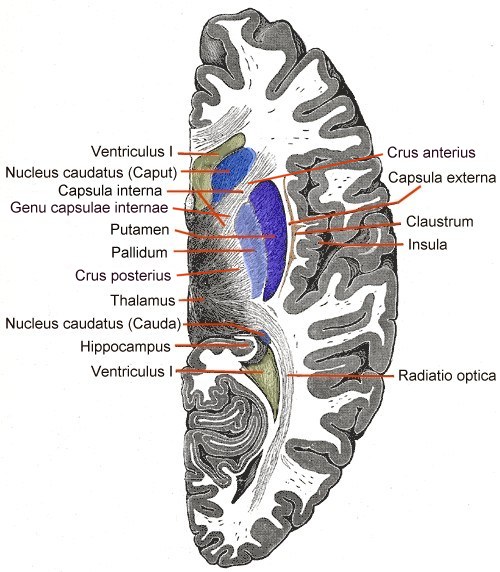 extreme capsule