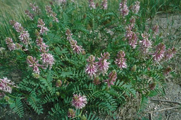 Astragalus bisulcatus