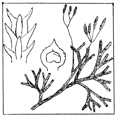 Diphasiastrum zeilleri