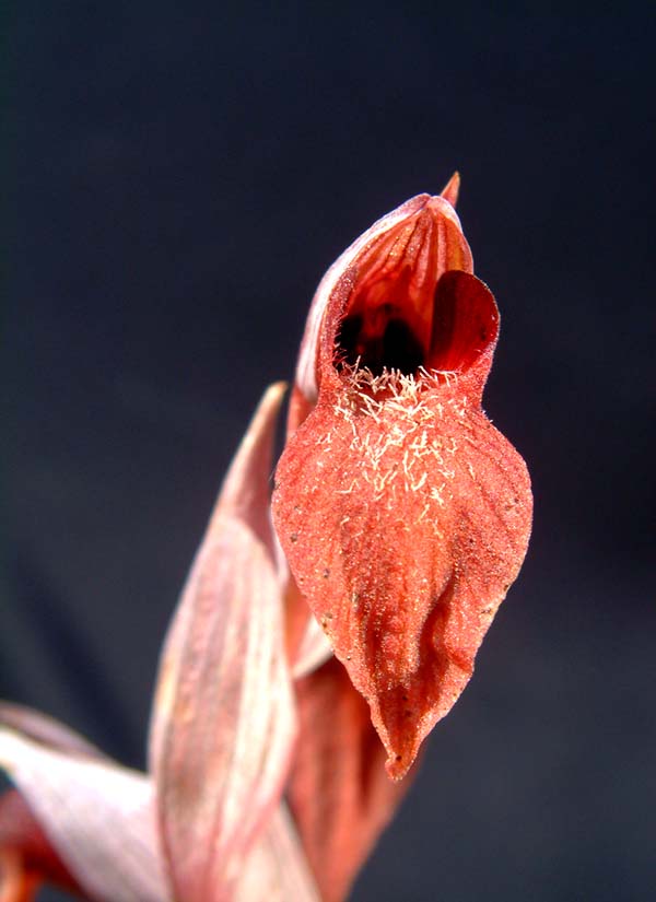 Serapias
