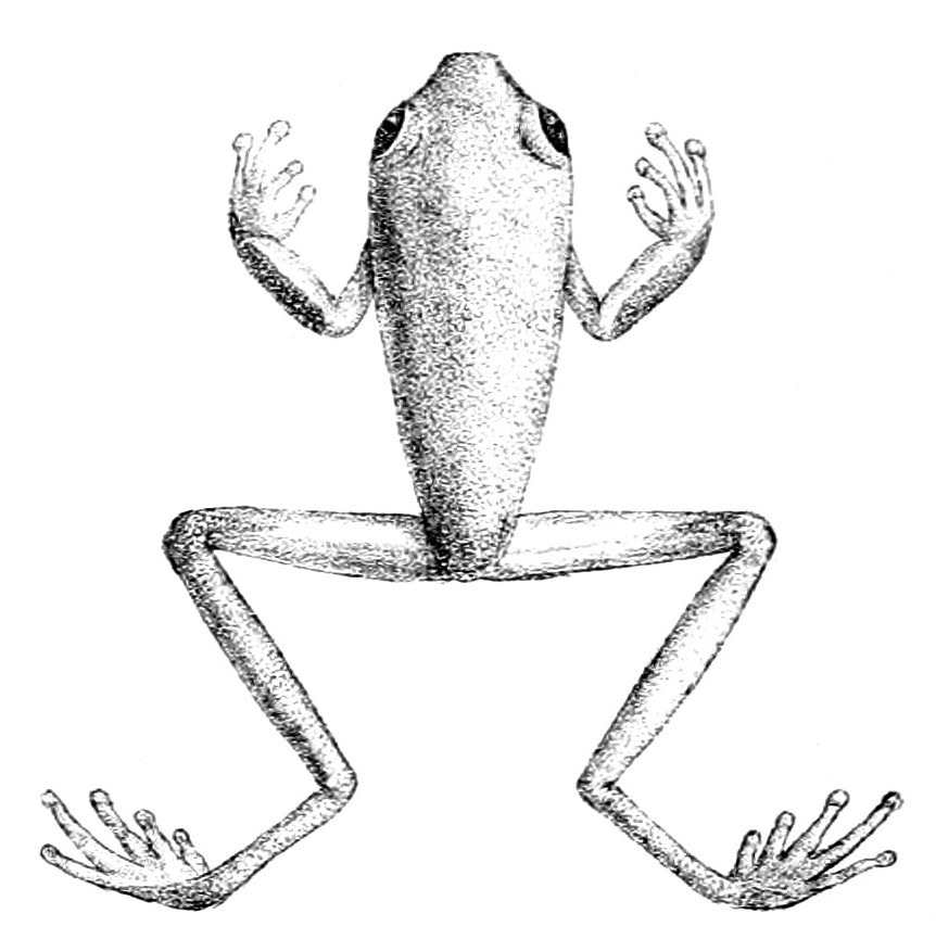 Agalychnis buckleyi