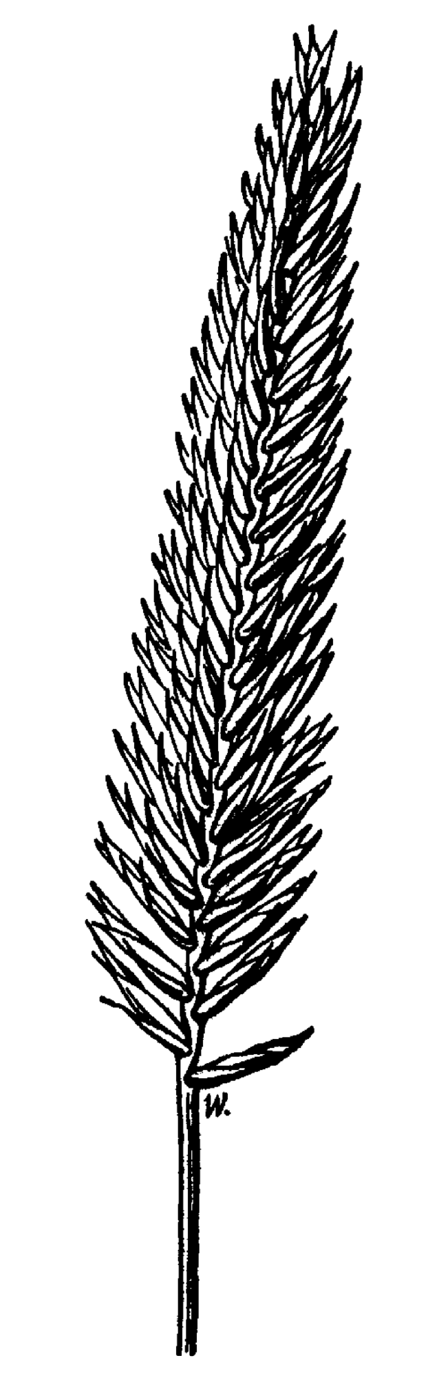 Agropyron desertorum