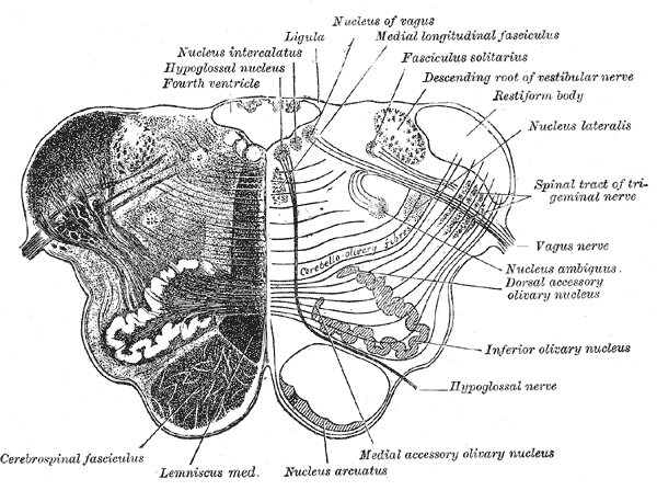 nucleus ambiguus