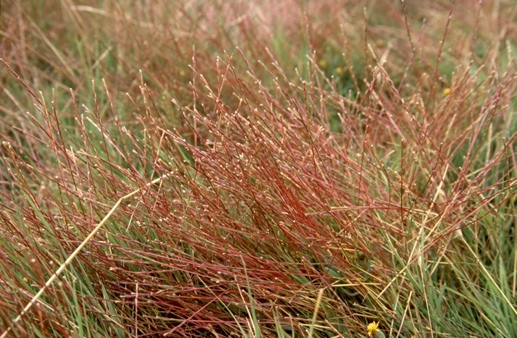 Parapholis strigosa
