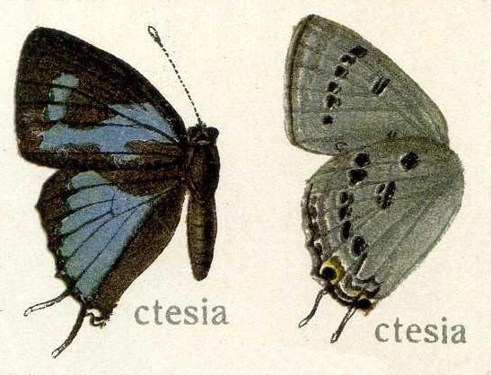 Ancema