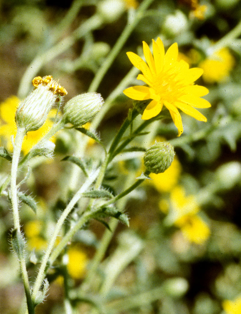 Heterotheca