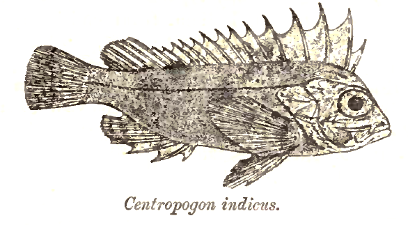 Paracentropogon longispinis