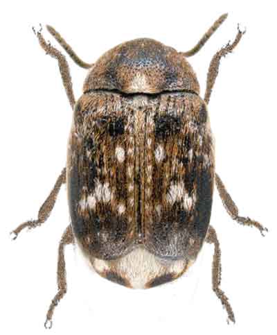 Bruchus