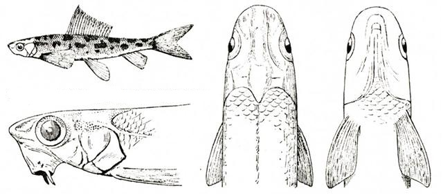 sturgeonmouths