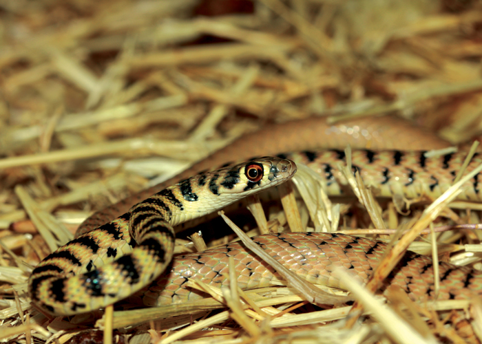 Platyceps ventromaculatus