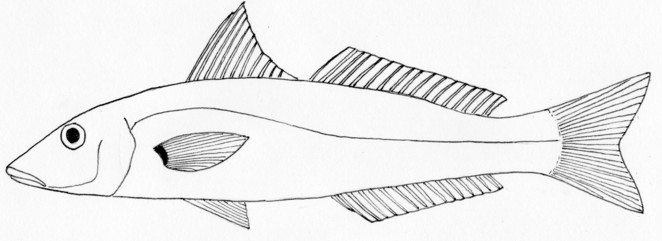 Sand whiting