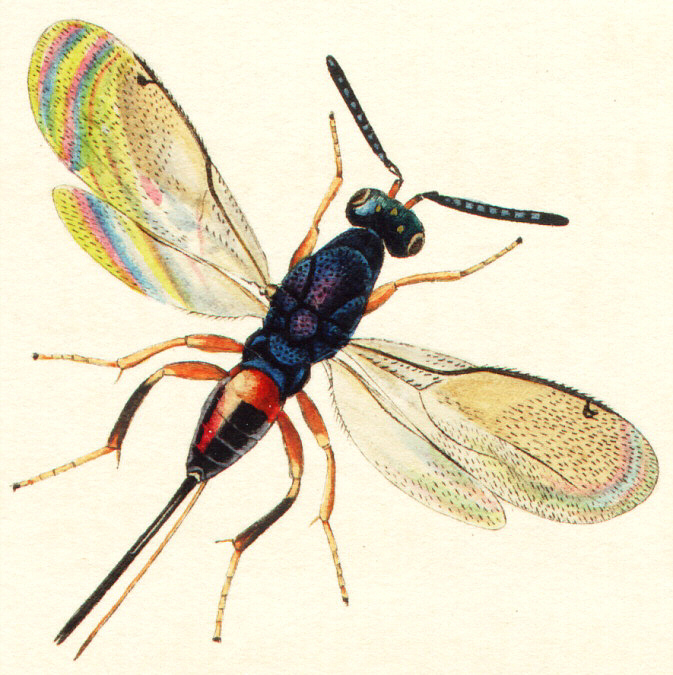 Torymidae