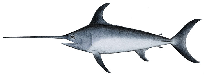 Xiphiidae