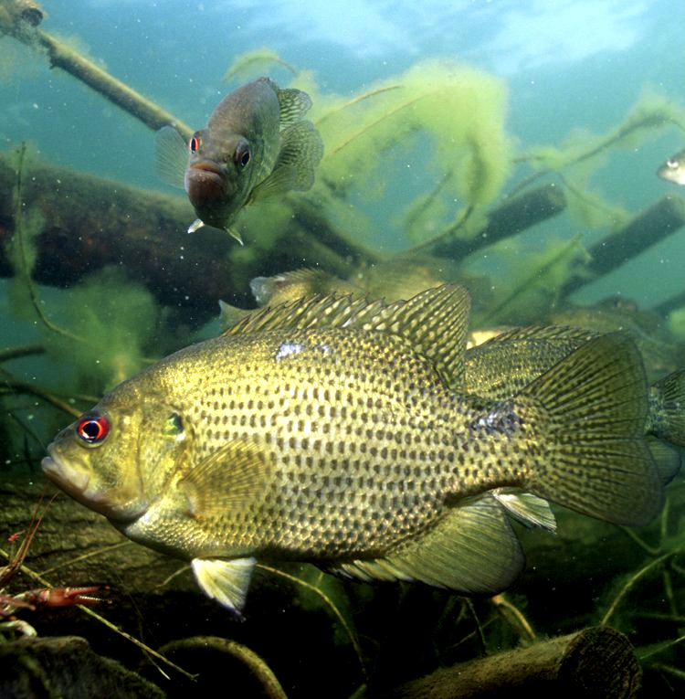 Ambloplites