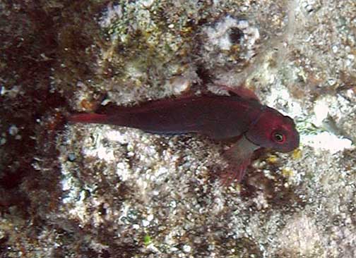 Cirripectes