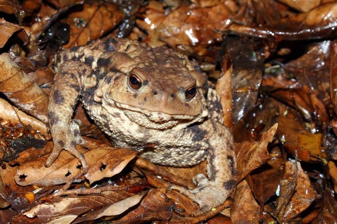 Bufo eichwaldi