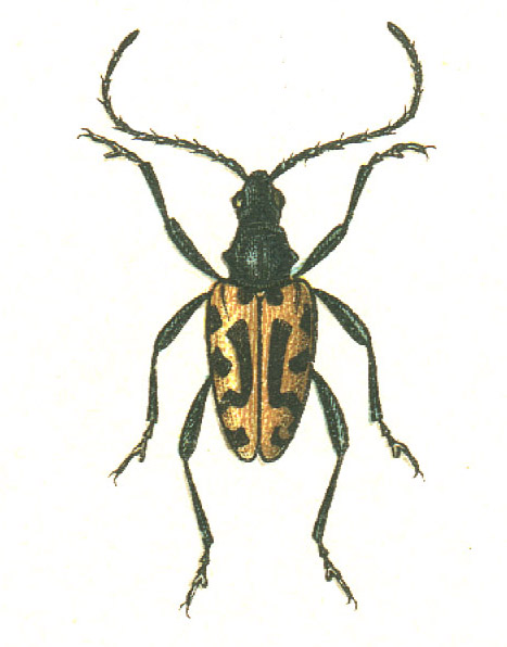 Brachyta interrogationis