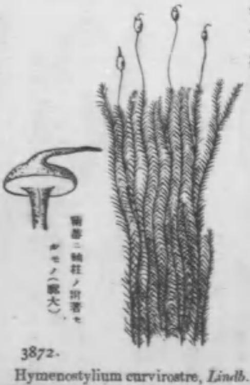 Hymenostylium