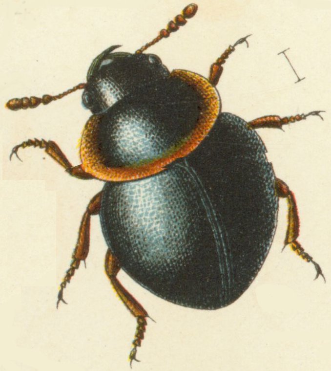 Agathidium