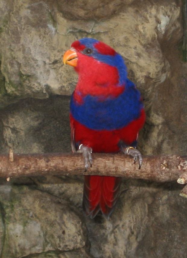 Red-and-blue Lory