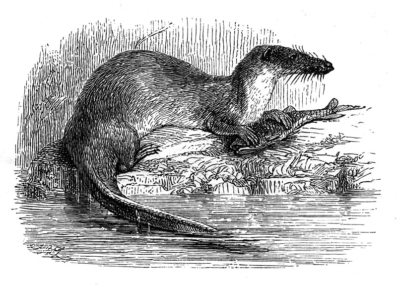 Potamogalinae