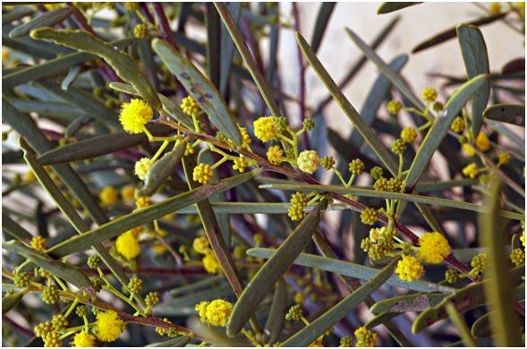 Acacia ligulata