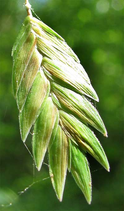 Chasmanthium