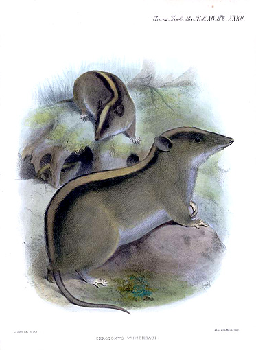 Luzon Striped Rat