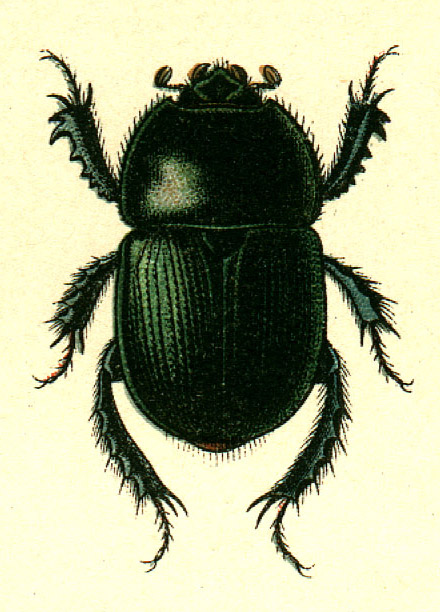 Geotrupes mutator