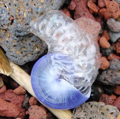 Janthinidae